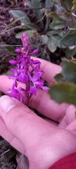 Orchis mascula