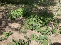 Aristolochia fimbriata