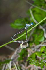 Lestes tenuatus