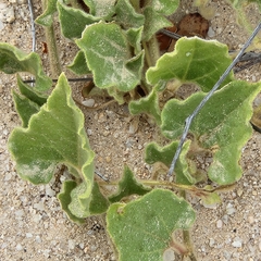 Aristolochia peninsularis