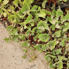 Aristolochia peninsularis