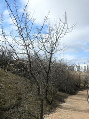 Pyrus bourgaeana