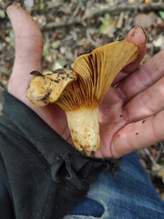 Lactarius zonarius