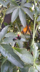 Cacoscelis nigripennis