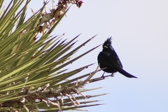 Phainopepla nitens