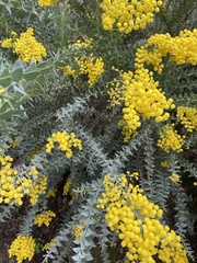 Acacia podalyriifolia