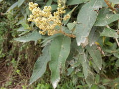 Andinia