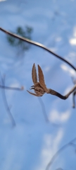 Viburnum lantanoides image