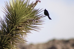 Phainopepla nitens