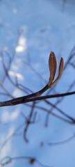 Viburnum lantanoides image