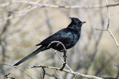 Phainopepla nitens