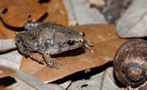 Western Narrow-mouthed Toad