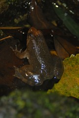 Occidozyga laevis