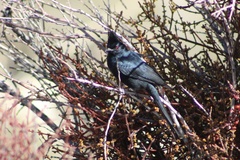 Phainopepla nitens