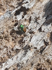 Cicindela splendida