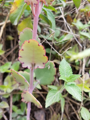 Kalanchoe laxiflora