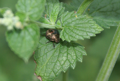 Peribalus strictus
