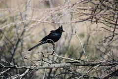 Phainopepla nitens