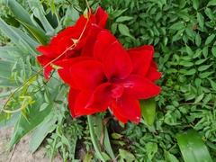 Hippeastrum hybridum