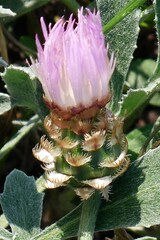 Psephellus marschallianus