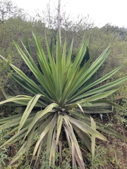 Furcraea