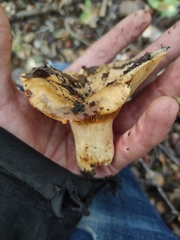 Lactarius zonarius