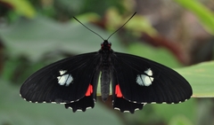 Parides iphidamas