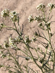 Lepidium fremontii