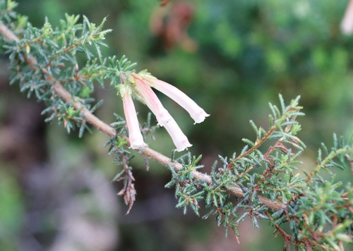 Image of Erica glandulosa by (c) Tony Rebelo, some rights reserved (CC BY-SA)