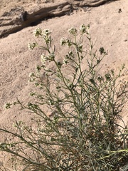 Lepidium fremontii