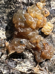 Myxarium nucleatum