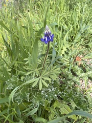 Lupinus bicolor