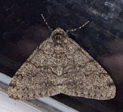 Phigalia strigataria