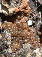 Myxarium nucleatum