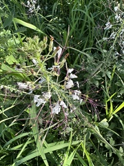 Cleome gynandra image