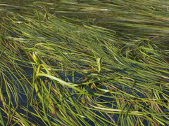 Sparganium angustifolium