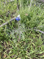 Lupinus nanus