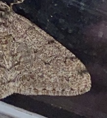 Phigalia strigataria