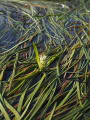 Sparganium angustifolium