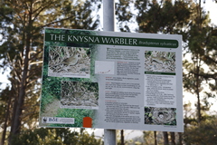 Bradypterus sylvaticus