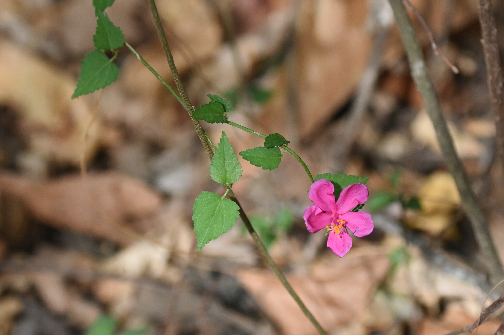 Hibiscus phoeniceus image