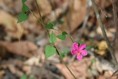 Hibiscus phoeniceus