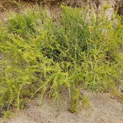 Parkinsonia florida