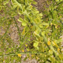 Parkinsonia florida