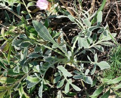 Psephellus marschallianus