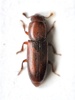 Rhizophagus ferrugineus - Photo (c) Cosimo Costanzia di Costigliole, some rights reserved (CC BY), uploaded by Cosimo Costanzia di Costigliole