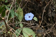 Ipomoea ophiodes