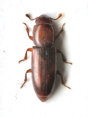 Rhizophagus ferrugineus