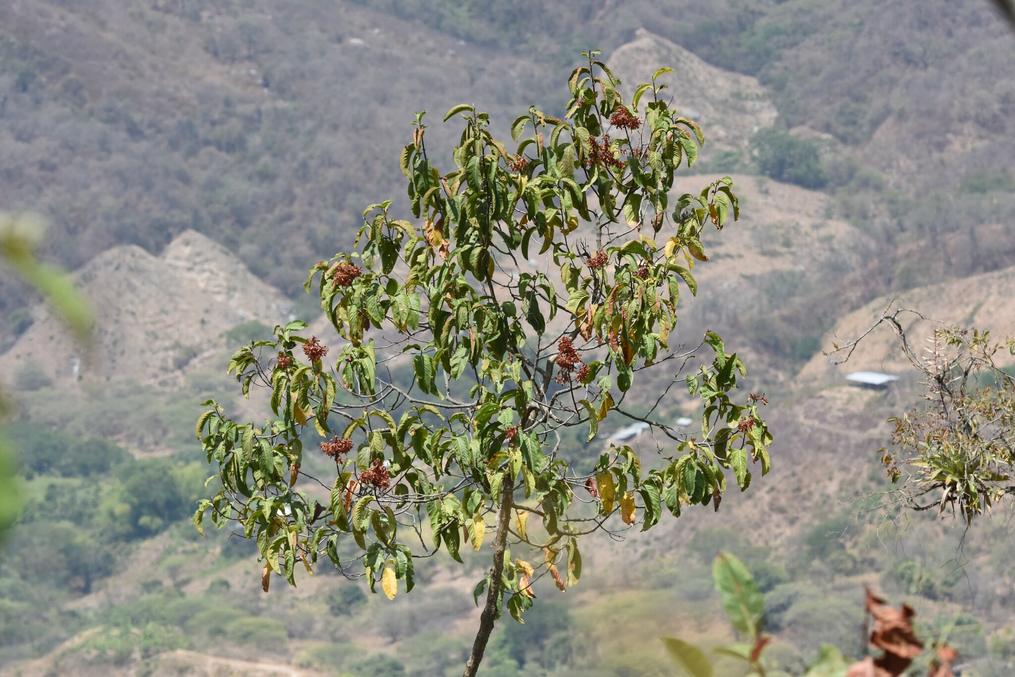 Triplaris image