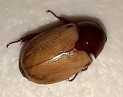 Cyclocephala melanocephala